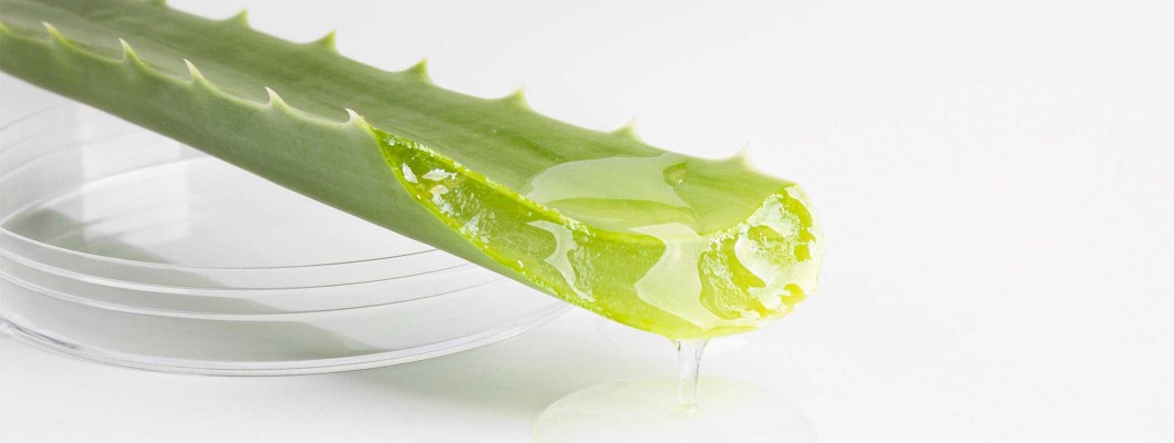 Sihirli Asa Aloe Vera