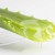 Sihirli Asa Aloe Vera